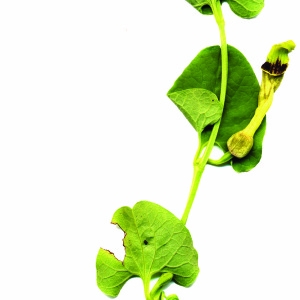 Photographie n°39781 du taxon Aristolochia paucinervis Pomel [1874]