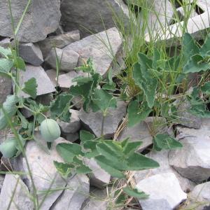 Photographie n°39788 du taxon Aristolochia pistolochia L. [1753]