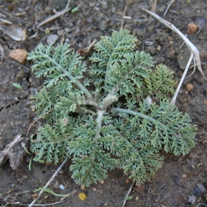 Photographie n°39796 du taxon Achillea tomentosa L. [1753]