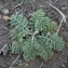  Christophe BERNIER - Achillea tomentosa L. [1753]