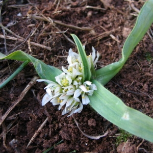 Photographie n°39800 du taxon Allium chamaemoly L. [1753]