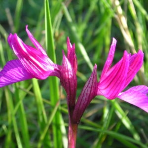 Photographie n°39811 du taxon Anacamptis papilionacea (L.) R.M.Bateman, Pridgeon & M.W.Chase [1997]