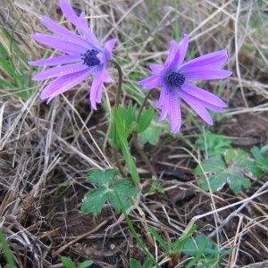 Photographie n°39814 du taxon Anemone hortensis L. [1753]