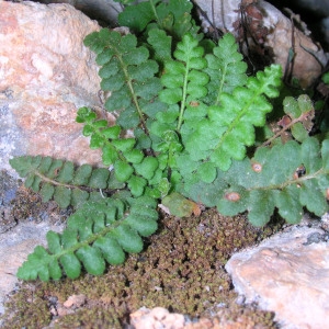  - Asplenium petrarchae subsp. petrarchae