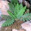  Christophe BERNIER - Asplenium petrarchae subsp. petrarchae