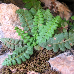 Asplenium petrarchae (Guérin) DC. subsp. petrarchae (Asplénium de Pétrarque)