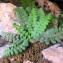  Christophe BERNIER - Asplenium petrarchae subsp. petrarchae