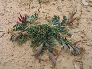 Christophe BERNIER, le  6 mai 2006 (Conqueyrac (Garrigue de l'Aérodrome))