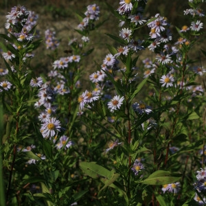 Photographie n°39843 du taxon Aster novi-belgii L. [1753]