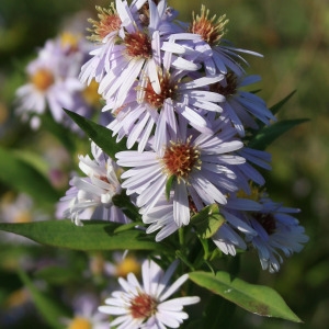 Photographie n°39844 du taxon Aster novi-belgii L. [1753]