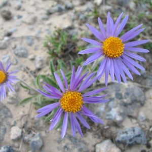 Photographie n°39845 du taxon Aster alpinus L. [1753]