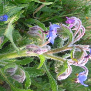 Photographie n°39849 du taxon Borago officinalis L. [1753]