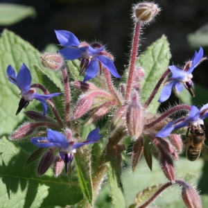 Photographie n°39850 du taxon Borago officinalis L. [1753]