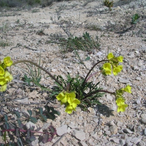 Photographie n°39854 du taxon Brassica repanda (Willd.) DC. [1821]