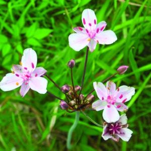 Photographie n°39855 du taxon Butomus umbellatus L. [1753]