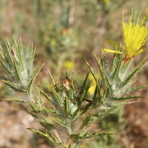 Photographie n°39861 du taxon Carthamus lanatus L. [1753]