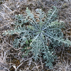 Photographie n°39863 du taxon Centaurea paniculata L. [1753]