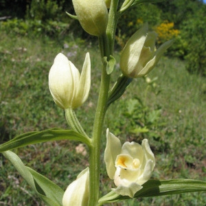 Photographie n°39865 du taxon Cephalanthera damasonium (Mill.) Druce [1906]