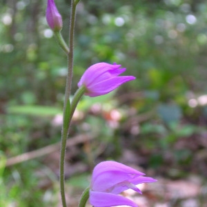 Photographie n°39870 du taxon Cephalanthera rubra (L.) Rich. [1817]