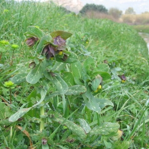 Photographie n°39871 du taxon Cerinthe major L. [1753]