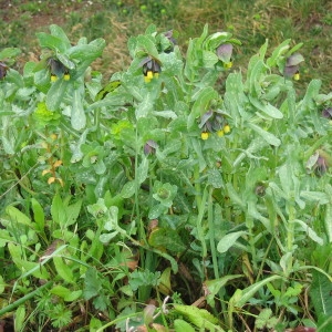 Photographie n°39872 du taxon Cerinthe major L. [1753]