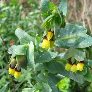 Photographie n°39874 du taxon Cerinthe major L. [1753]