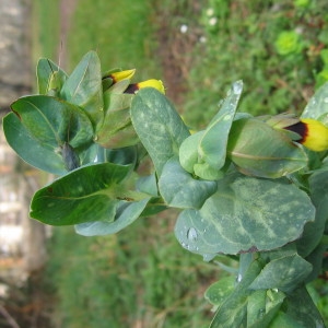 Photographie n°39875 du taxon Cerinthe major L. [1753]