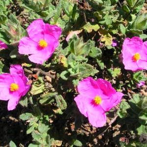 Photographie n°39881 du taxon Cistus crispus L. [1753]