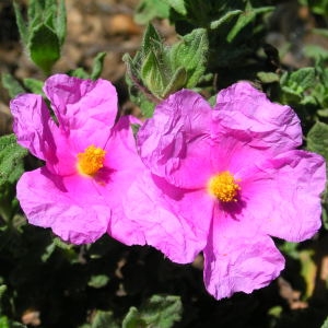 Photographie n°39882 du taxon Cistus crispus L. [1753]