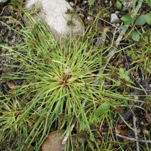 Photographie n°39899 du taxon Cyperus fuscus L. [1753]