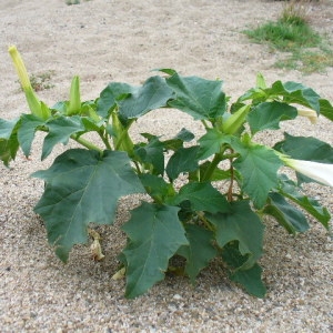 Photographie n°39903 du taxon Datura stramonium L.