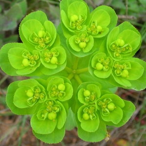 Euphorbia dominii Rohlena (Euphorbe réveille-matin)