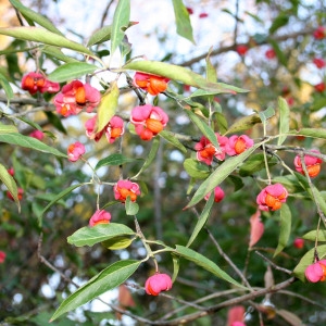 Photographie n°39913 du taxon Euonymus europaeus L. [1753]