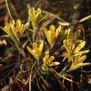 Photographie n°39924 du taxon Gagea bohemica (Zauschn.) Schult. & Schult.f. [1829]