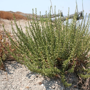 Photographie n°39955 du taxon Inula crithmoides L. [1753]