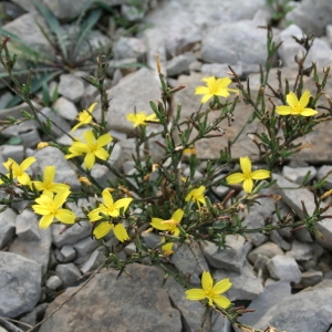 Photographie n°39962 du taxon Lactuca viminea (L.) J.Presl & C.Presl [1819]