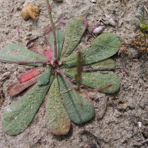 Photographie n°39966 du taxon Limonium echioides (L.) Mill. [1768]