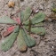  Christophe BERNIER - Limonium echioides (L.) Mill. [1768]