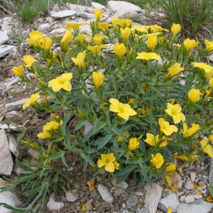 Photographie n°39967 du taxon Linum campanulatum L.