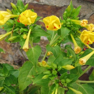 Photographie n°39981 du taxon Mirabilis jalapa L. [1753]