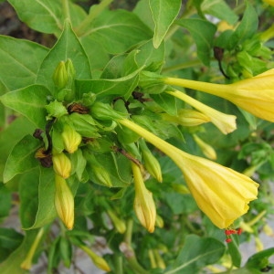 Photographie n°39982 du taxon Mirabilis jalapa L. [1753]