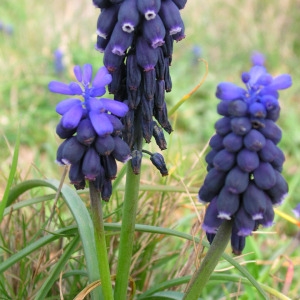 Photographie n°39983 du taxon Muscari neglectum Guss. ex Ten.