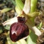  Christophe BERNIER - Ophrys exaltata subsp. arachnitiformis (Gren. & Philippe) Del Prete [1984]