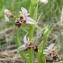  Christophe BERNIER - Ophrys scolopax Cav. [1793]