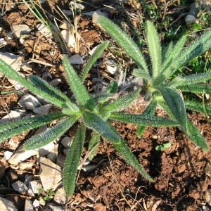  - Draba tomentosa subsp. tomentosa