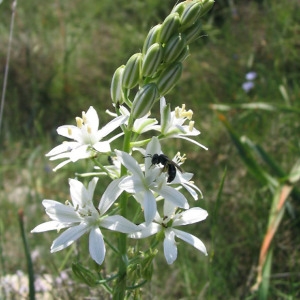 Photographie n°40015 du taxon Ornithogalum narbonense L. [1756]