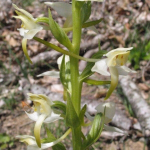 Photographie n°40020 du taxon Platanthera chlorantha (Custer) Rchb. [1828]