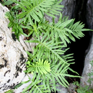 Photographie n°40021 du taxon Polypodium cambricum L. [1753]