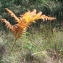  Christophe BERNIER - Pteridium aquilinum (L.) Kuhn [1879]