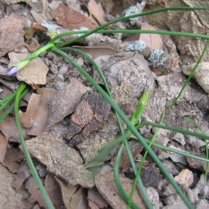 Photographie n°40033 du taxon Romulea ramiflora Ten. [1827]